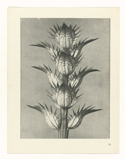 Studio di piante (serie Urformen der Kunst) da Karl Blossfeldt