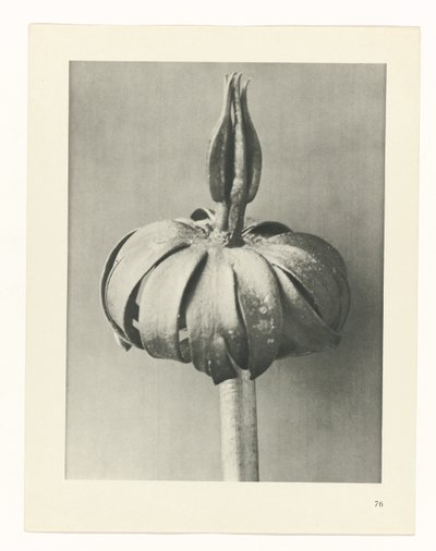 Studio di piante (serie Urformen der Kunst) da Karl Blossfeldt
