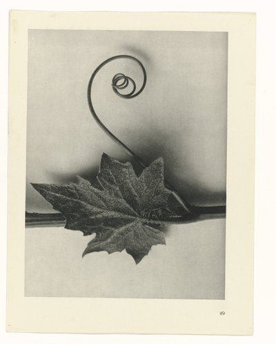 Studio di piante (serie Urformen der Kunst) da Karl Blossfeldt