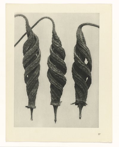 Studio di piante (serie Urformen der Kunst) da Karl Blossfeldt