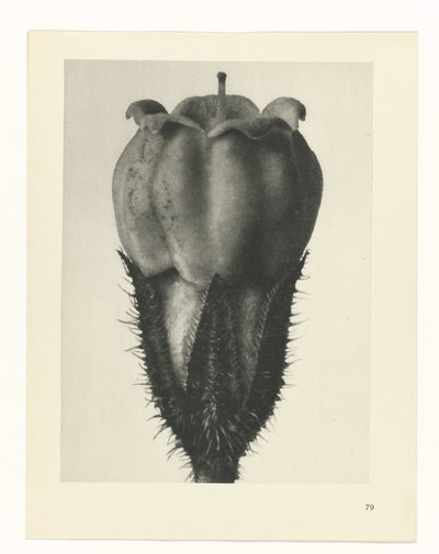 Studio di piante (serie Urformen der Kunst) da Karl Blossfeldt