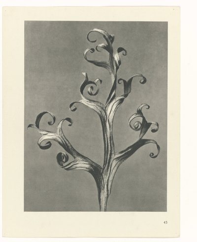 Studio di piante (serie Urformen der Kunst) da Karl Blossfeldt