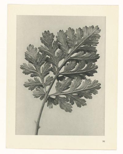 Studio di piante (serie Urformen der Kunst) da Karl Blossfeldt