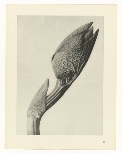 Studio di piante (serie Urformen der Kunst) da Karl Blossfeldt