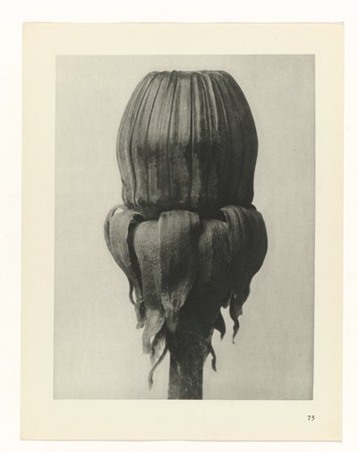 Studio di piante (serie Urformen der Kunst) da Karl Blossfeldt