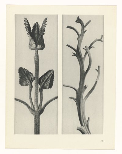 Studio di piante (serie Urformen der Kunst) da Karl Blossfeldt