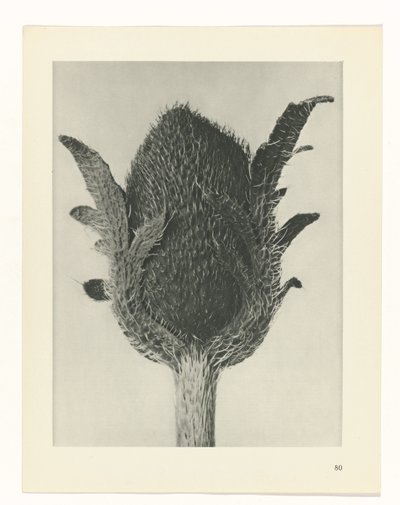 Studio di piante (serie Urformen der Kunst) da Karl Blossfeldt