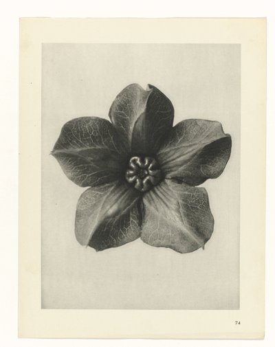 Studio di piante (serie Urformen der Kunst) da Karl Blossfeldt