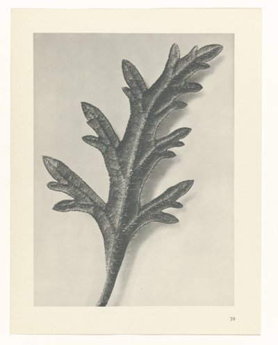 Studio di piante (serie Urformen der Kunst) da Karl Blossfeldt