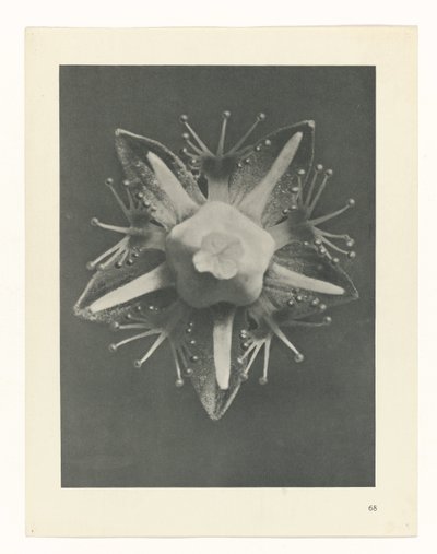 Studio di piante (serie Urformen der Kunst) da Karl Blossfeldt