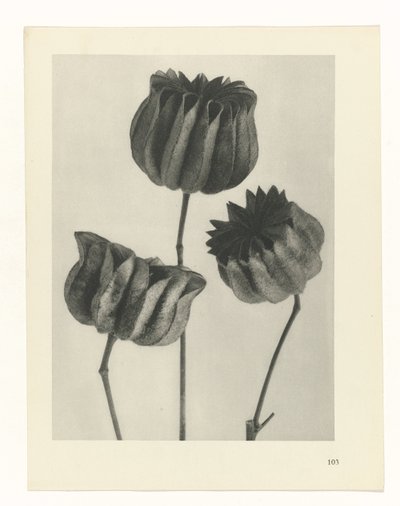 Studio di piante (serie Urformen der Kunst) da Karl Blossfeldt