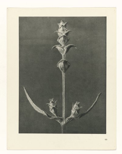 Studio di piante (serie Urformen der Kunst) da Karl Blossfeldt