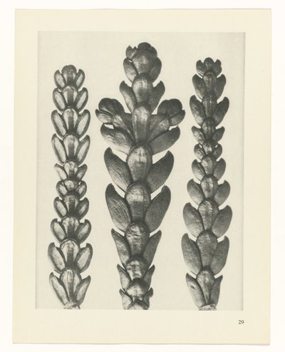 Studio di piante (serie Urformen der Kunst) da Karl Blossfeldt