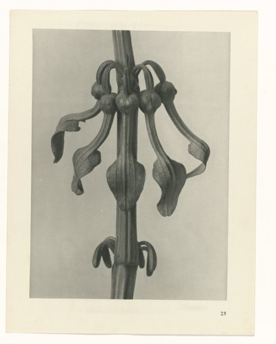 Studio di piante (serie Urformen der Kunst) da Karl Blossfeldt