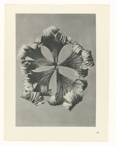 Studio di piante (serie Urformen der Kunst) da Karl Blossfeldt