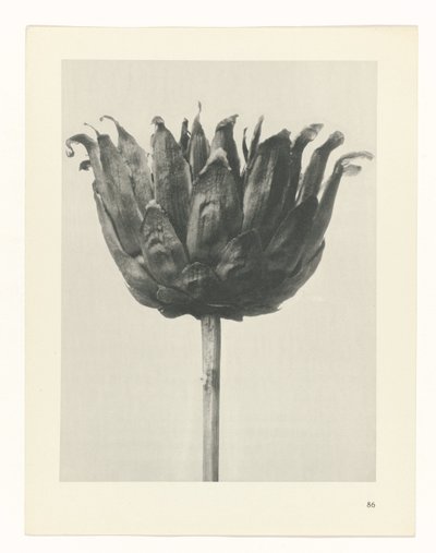 Studio di piante (serie Urformen der Kunst) da Karl Blossfeldt