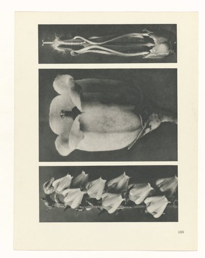 Studio di piante (serie Urformen der Kunst) da Karl Blossfeldt