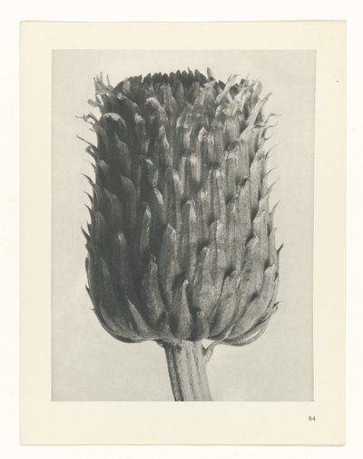 Studio di piante (serie Urformen der Kunst) da Karl Blossfeldt