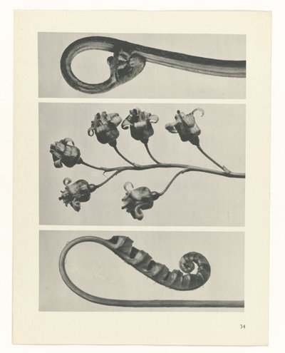 Studio di piante (serie Urformen der Kunst) da Karl Blossfeldt