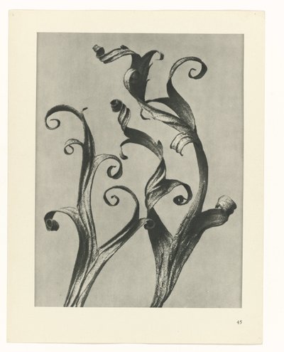 Studio di piante (serie Urformen der Kunst) da Karl Blossfeldt
