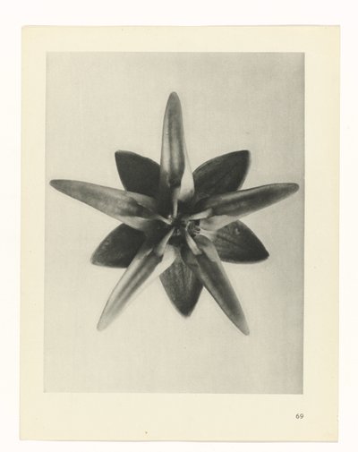 Studio di piante (serie Urformen der Kunst) da Karl Blossfeldt