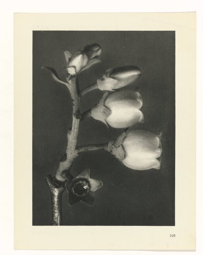 Studio di piante (serie Urformen der Kunst) da Karl Blossfeldt