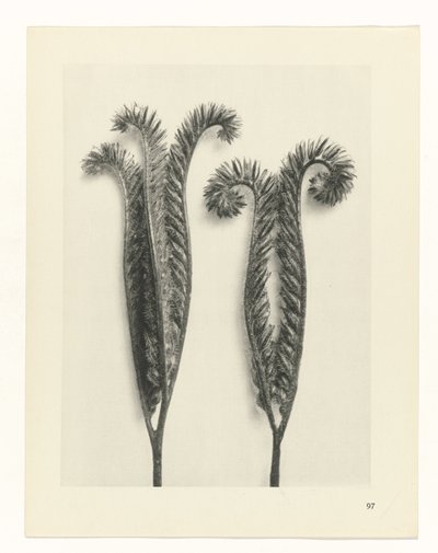 Studio di piante (serie Urformen der Kunst) da Karl Blossfeldt