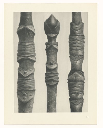 Studio di piante (serie Urformen der Kunst) da Karl Blossfeldt