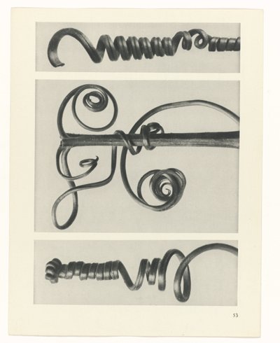 Studio di piante (serie Urformen der Kunst) da Karl Blossfeldt