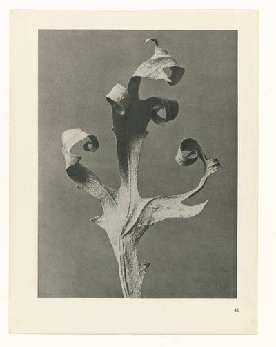 Studio di piante (serie Urformen der Kunst) da Karl Blossfeldt
