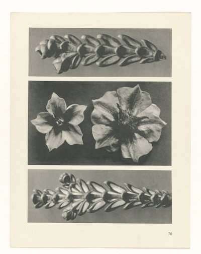Studio di piante (serie Urformen der Kunst) da Karl Blossfeldt