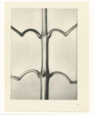 Studio di piante (serie Urformen der Kunst) da Karl Blossfeldt