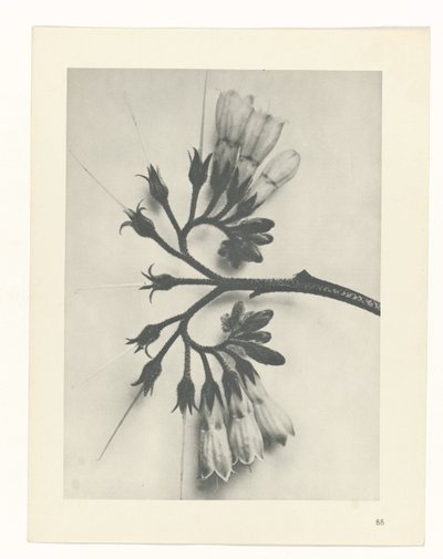 Studio di piante (serie Urformen der Kunst) da Karl Blossfeldt