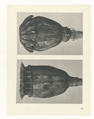 Studio di piante (serie Urformen der Kunst) da Karl Blossfeldt