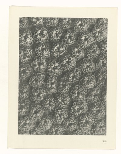 Studio di piante (serie Urformen der Kunst) da Karl Blossfeldt