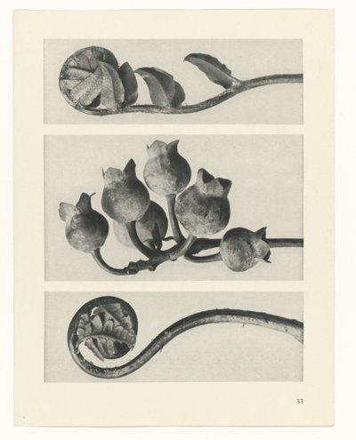 Studio di piante (serie Urformen der Kunst) da Karl Blossfeldt