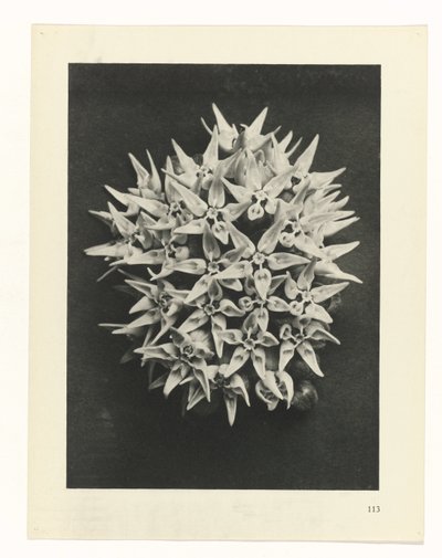 Studio di piante (serie Urformen der Kunst) da Karl Blossfeldt
