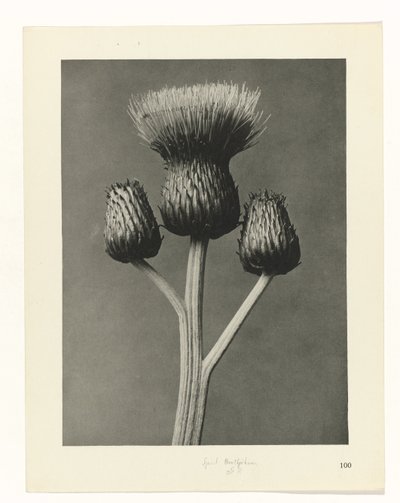 Studio di piante (serie Urformen der Kunst) da Karl Blossfeldt