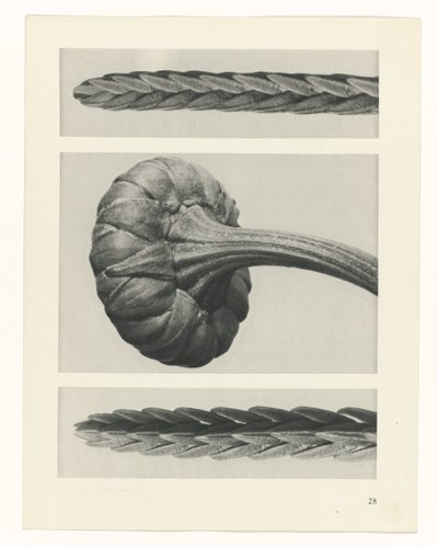 Studio di piante (serie Urformen der Kunst) da Karl Blossfeldt
