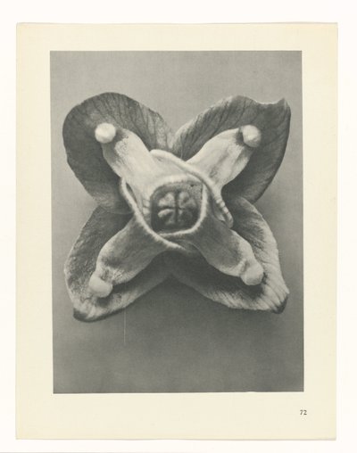 Studio di piante (serie Urformen der Kunst) da Karl Blossfeldt