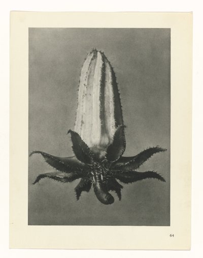 Studio di piante (serie Urformen der Kunst) da Karl Blossfeldt