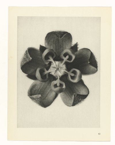 Studio di piante (serie Urformen der Kunst) da Karl Blossfeldt