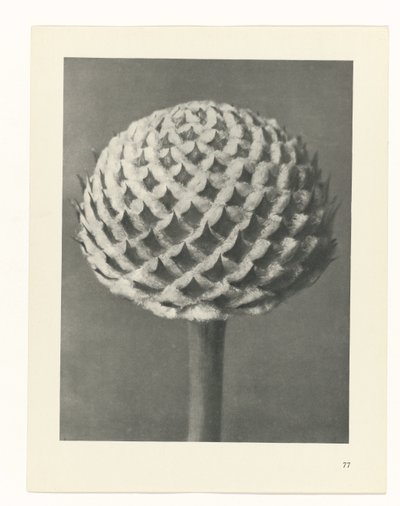 Studio di piante (serie Urformen der Kunst) da Karl Blossfeldt