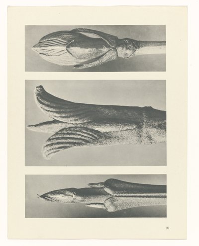 Studio di piante (serie Urformen der Kunst) da Karl Blossfeldt