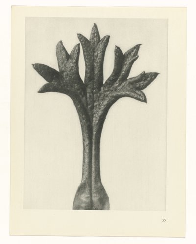 Studio di piante (serie Urformen der Kunst) da Karl Blossfeldt