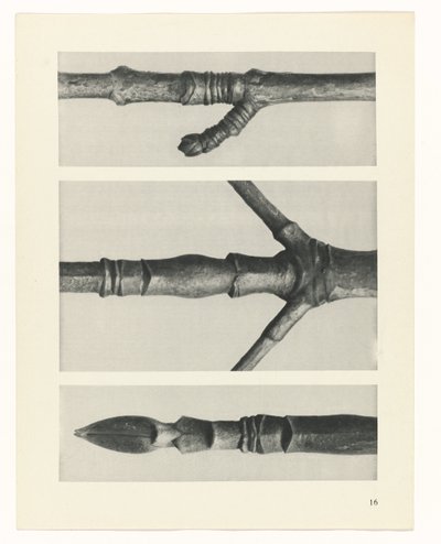 Studio di piante (serie Urformen der Kunst) da Karl Blossfeldt