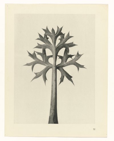 Studio di piante, Urformen der Kunst (titolo della serie) da Karl Blossfeldt