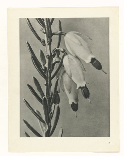 Studio di piante, Urformen der Kunst (titolo della serie) da Karl Blossfeldt
