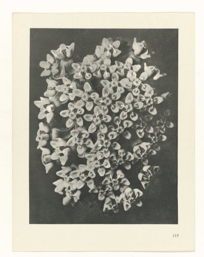 Studio di piante, Urformen der Kunst (titolo della serie) da Karl Blossfeldt