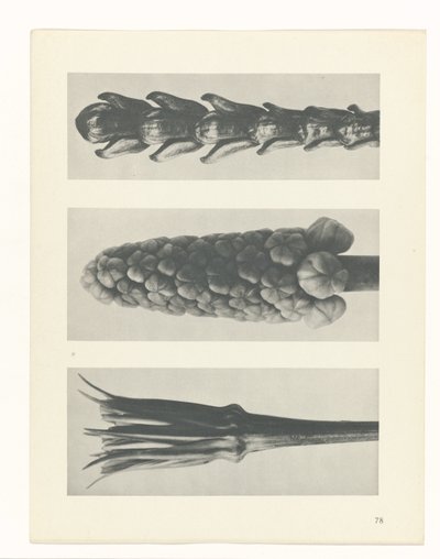 Studio di piante, Urformen der Kunst (titolo della serie) da Karl Blossfeldt